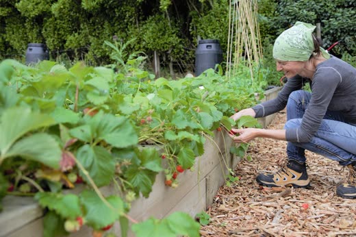 Hands picking ripe strawberries from a raised timber bed in the community garden